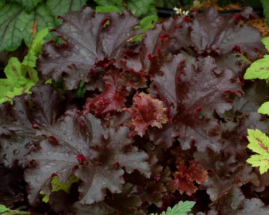 Heuchera Black Taffeta | Bluestone Perennials