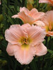 Hemerocallis Barbara-Mitchell