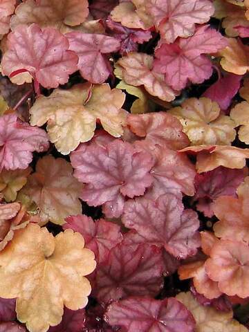 Heuchera Beaujolais | Bluestone Perennials