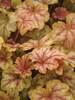 Heucherella Copper Cascade