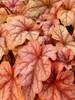 Heucherella Copper Cascade