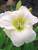 Hemerocallis Gentle Shepherd