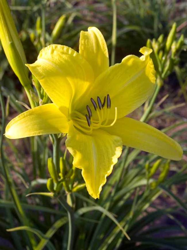 Hemerocallis Hyperion | Bluestone Perennials