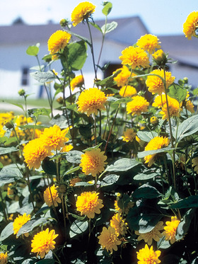 Helianthus Flore Pleno -- Bluestone Perennials