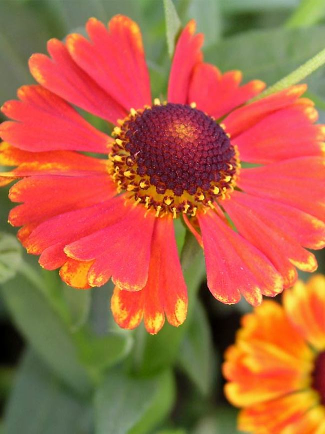 Helenium Mardi Gras | Bluestone Perennials