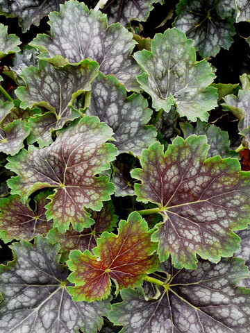 Heuchera Marvelous Marble | Bluestone Perennials