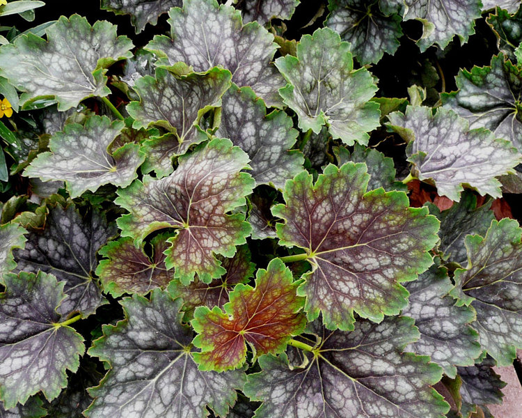 Product Viewer - HEUCHERA MARVELOUS MARBLE