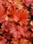 Heuchera Paprika