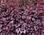 Heuchera Plum-Pudding