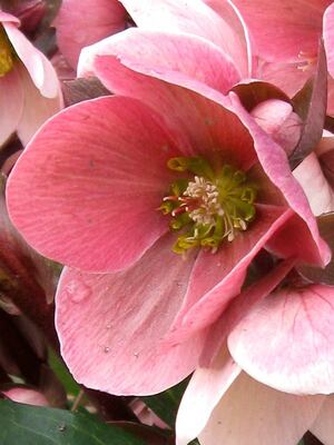 Helleborus, green, flower, spring, pink, spanz, blue, HD wallpaper