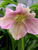 Helleborus Pink Lady