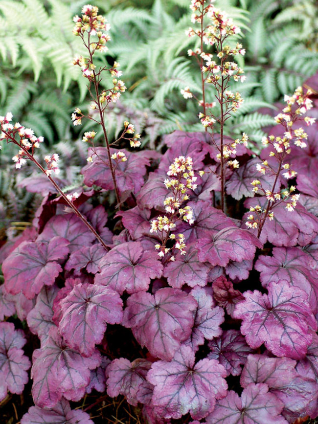 Heuchera Plum Royale