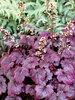 Heuchera Plum Royale