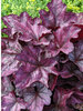 Heuchera Plum Royale