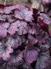 Heuchera Plum Royale