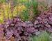 Heuchera Plum Royale