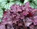 Heuchera Plum Royale