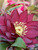 Helleborus Red Sapphire