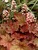 Heuchera Rio