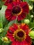 Helenium Salsa