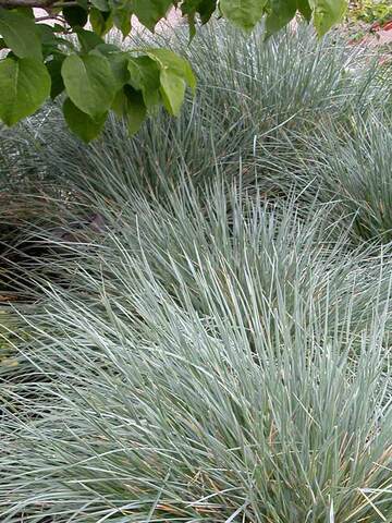 Helictotrichon Sapphire | Bluestone Perennials