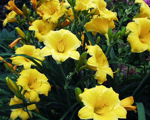 Hemerocallis Stella D'Oro | Bluestone Perennials