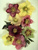 Helleborus Sunshine-Selections