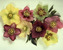 Helleborus Sunshine-Selections