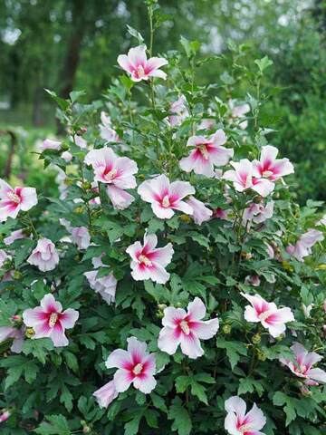 Hibiscus Paraplu Pink Ink | Bluestone Perennials