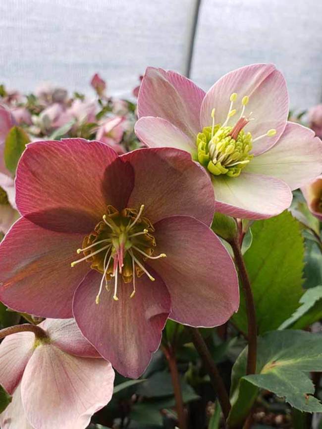 Helleborus Ice N' Roses Rose | Bluestone Perennials