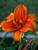 Hemerocallis Moses Fire