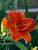 Hemerocallis Moses Fire