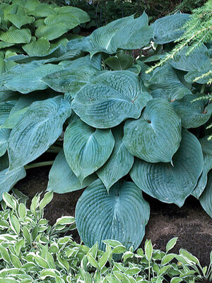 Hosta Island Breeze  Bluestone Perennials