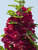 Hollyhock Spring Celebrities Crimson