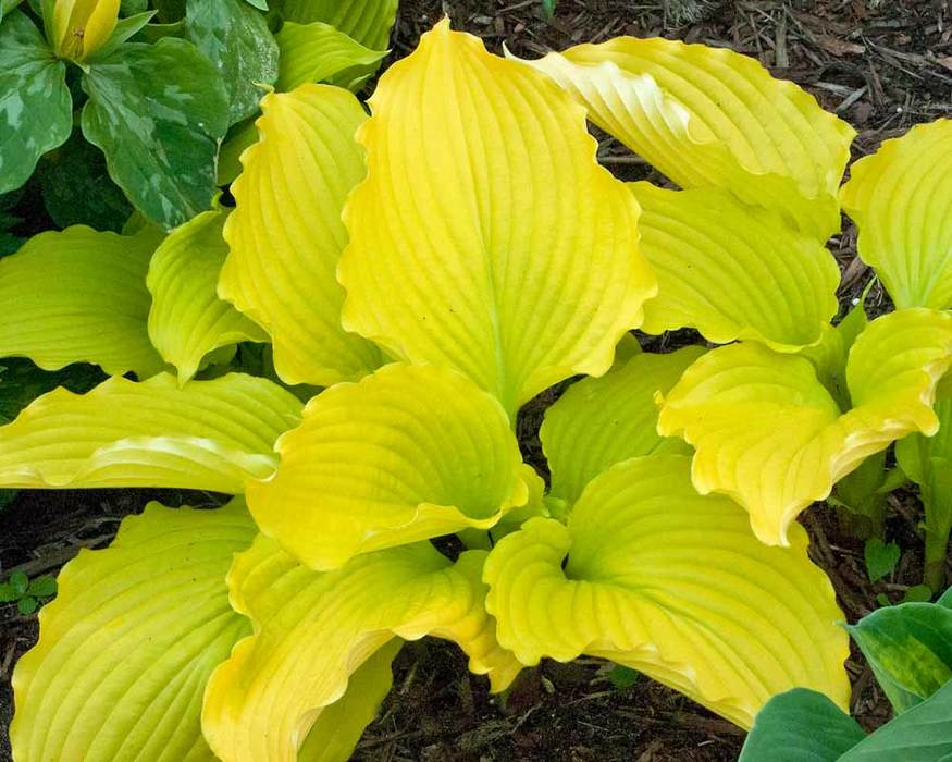 Hosta Dancing Queen | Bluestone Perennials