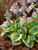 Hosta Frosted-Mouse-Ears
