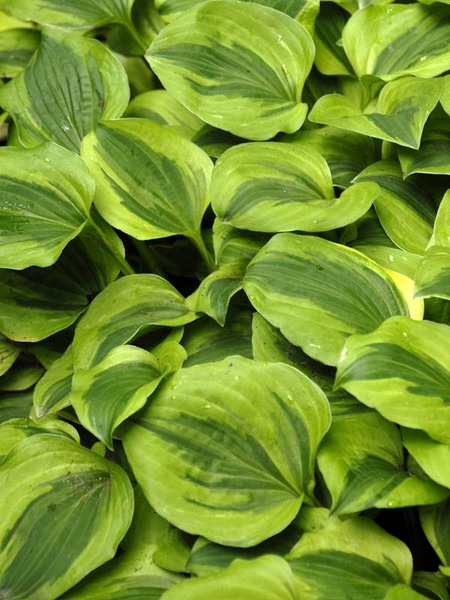 Product Viewer - Hosta Grand Tiara