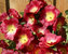 Hollyhock Halo-Red