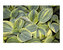 Hosta Ice-Age-Trail