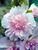 Hollyhock Spring Celebrities Lilac