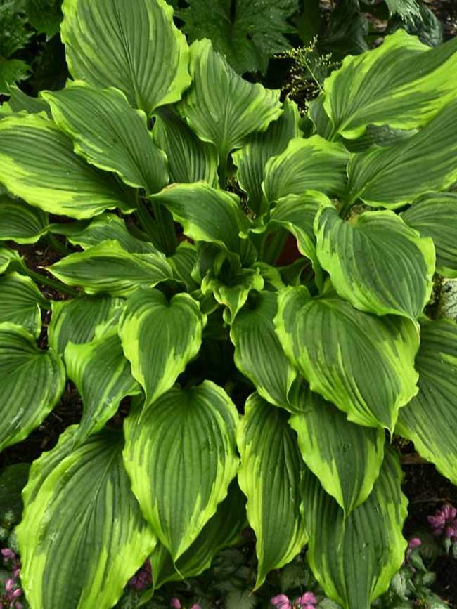 Hosta One Last Dance | Bluestone Perennials