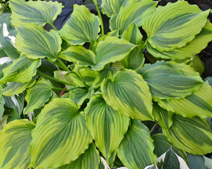 Hosta One Last Dance | Bluestone Perennials