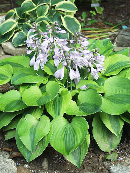 Product Viewer - Hosta Luna-Moth