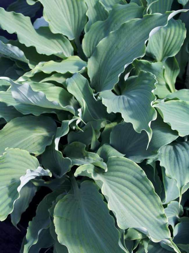 Hosta Neptune | Bluestone Perennials