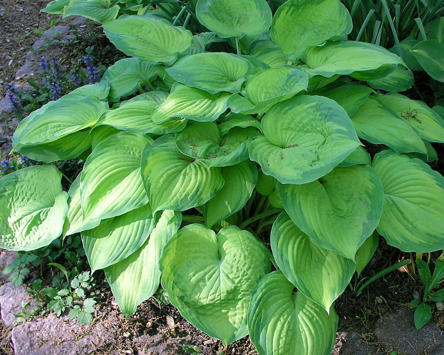 Hosta Old Glory | Bluestone Perennials