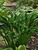 Hosta Praying Hands