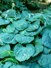 Hosta Spilt-Milk