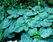 Hosta Spilt-Milk