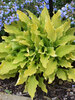 Hosta Time In A Bottle