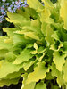 Hosta Time In A Bottle